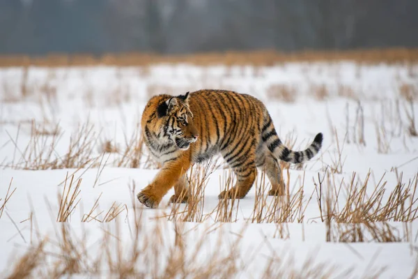 Tigre Siberiano Neve Panthera Tigris — Fotografia de Stock