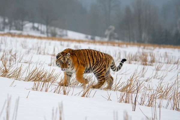 Tygr Ussurijský Panthera Tigris Sněhu — Stock fotografie