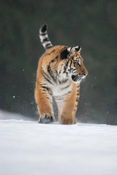 Sibirischer Tiger Schnee Panthera Tigris — Stockfoto