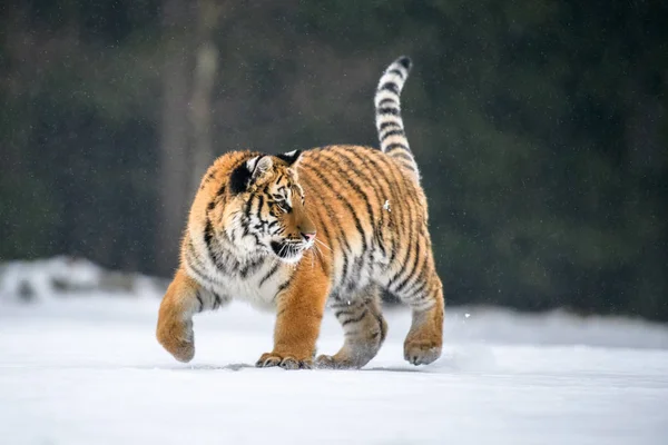 Tigre Siberiano Nieve Panthera Tigris —  Fotos de Stock