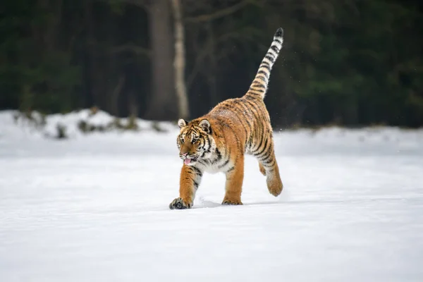 Sibirisk Tiger Snön Panthera Tigris — Stockfoto
