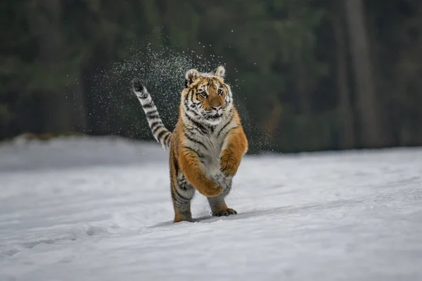 Szibériai Tigris Panthera Tigris Hóban — Stock Fotó