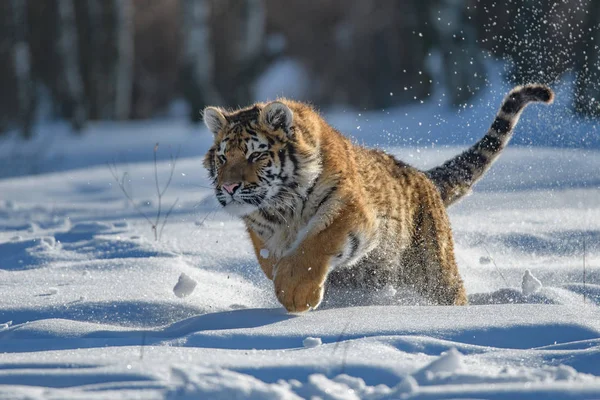 Tigre Siberiano Neve Panthera Tigris — Fotografia de Stock