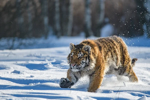 Tigre Siberiano Nieve Panthera Tigris —  Fotos de Stock