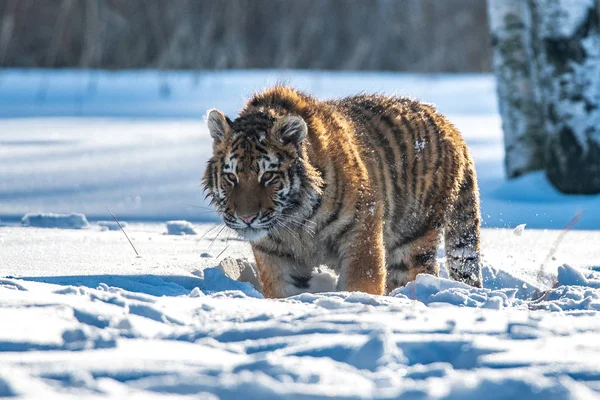Siberian Tiger Snow Panthera Tigris — Stock Photo, Image