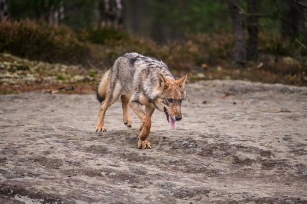 Nahaufnahme Porträt Eines Grauen Wolfes Canis Lupus Auch Bekannt Als — Stockfoto
