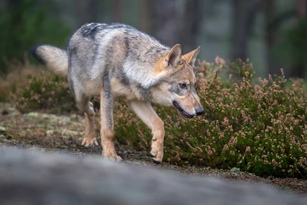 Retrato Cerca Lobo Gris Canis Lupus También Conocido Como Lobo — Foto de Stock