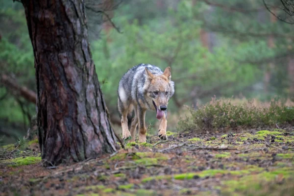 灰色オオカミ Canis Lupus として知られている夏の間カナダの森で積極的なの支配的な表情を表示するタイリクオオカミの肖像画間近します — ストック写真