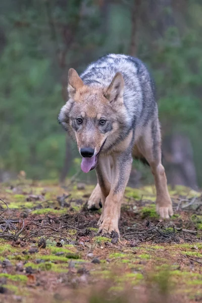 在夏季的几个月里 一只灰狼 Canis Lupus 的近照也被称为 木材狼 在加拿大森林中表现出积极的面部主导表情 — 图库照片