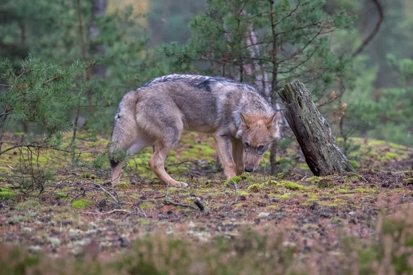 Retrato Cerca Lobo Gris Canis Lupus También Conocido Como Lobo — Foto de Stock