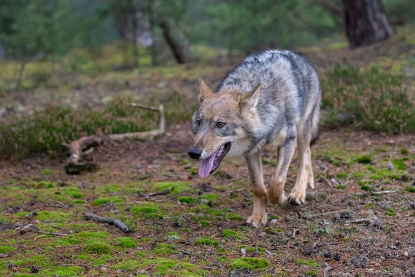 Retrato Cerca Lobo Gris Canis Lupus También Conocido Como Lobo — Foto de Stock