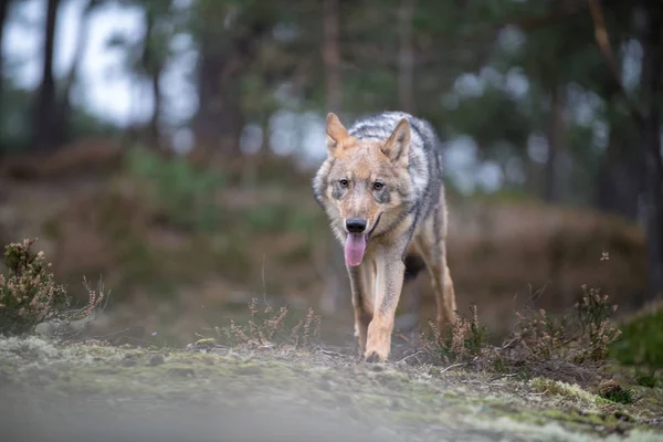 Retrato Cerca Lobo Gris Canis Lupus También Conocido Como Lobo —  Fotos de Stock