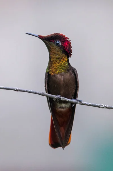 Beija Flor Trochilidae Gemas Voadoras Equador — Fotografia de Stock