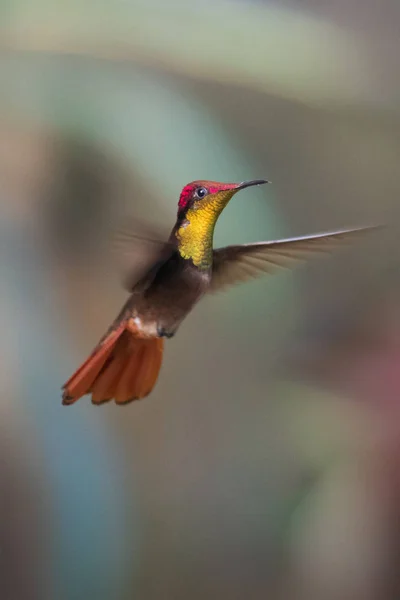 Колибри Trochilidae Летающие Драгоценные Камни Ecuador — стоковое фото