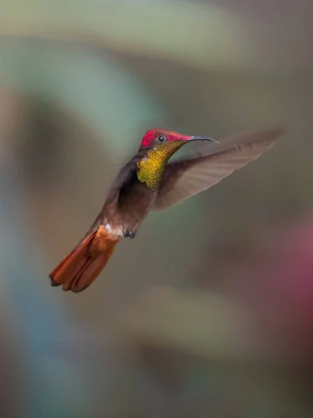 Beija Flor Trochilidae Gemas Voadoras Equador — Fotografia de Stock