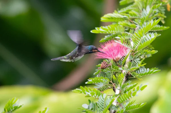 Colibrì Trochilidae Gemme Volanti Ecuador — Foto Stock