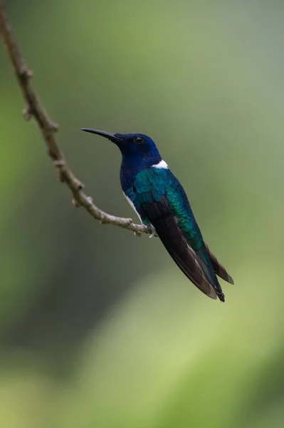 ハチドリ Trochilidae 飛行の宝石エクアドル — ストック写真