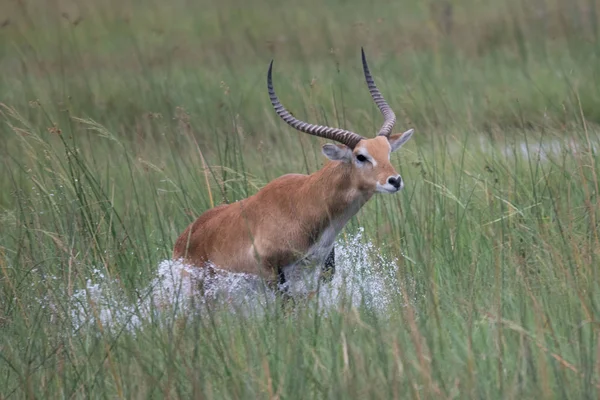 Laufantilopen Wasserbock Kobus Ellipsiprymnus Der Afrikanischen Savanne Namibia Kruger Park — Stockfoto