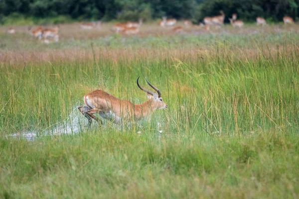 running antelope Waterbuck (Kobus ellipsiprymnus) in the african savannah namibia kruger park botswana masai mara