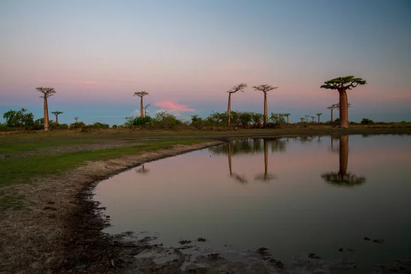 Indah Pohon Baobab Saat Matahari Terbenam Jalan Baobab Madagaskar — Stok Foto