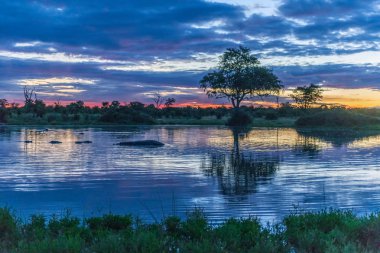 Botsvana manzaralı, ağaç ve gökyüzü yağmur, Kalahari Çölü, Güney Afrika için hazır.