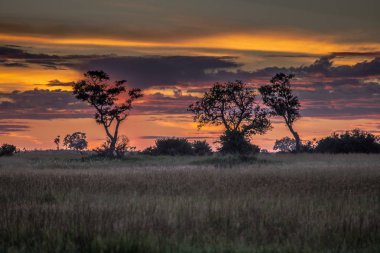 Botsvana manzaralı, ağaç ve gökyüzü yağmur, Kalahari Çölü, Güney Afrika için hazır.
