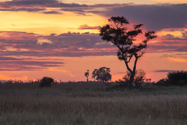 Botsuana Vista Paisagem Árvores Céu Pronto Para Chover Deserto Kalahari — Fotografia de Stock
