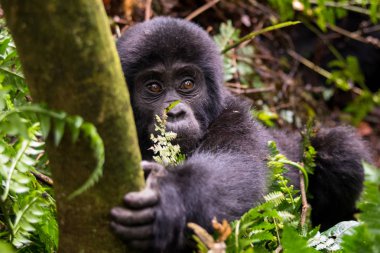 Dağ gorilleri ormanlarında. Uganda. Bwindi aşılmaz ormanı Ulusal Parkı. Mükemmel bir örnek