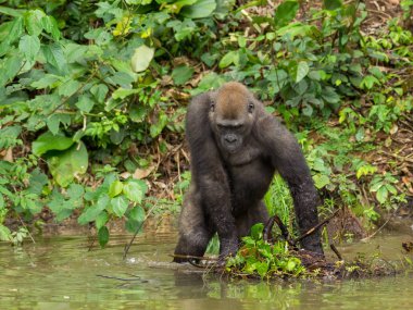 Afrika orman (Gorilla goril güzelliğine Gabon nesli tükenmekte olan Doğu gorilla goril)