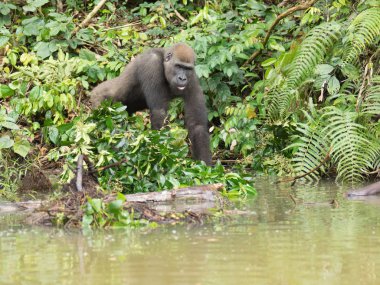 Afrika orman (Gorilla goril güzelliğine Gabon nesli tükenmekte olan Doğu gorilla goril)