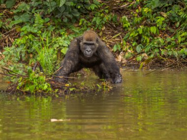 Afrika orman (Gorilla goril güzelliğine Gabon nesli tükenmekte olan Doğu gorilla goril)