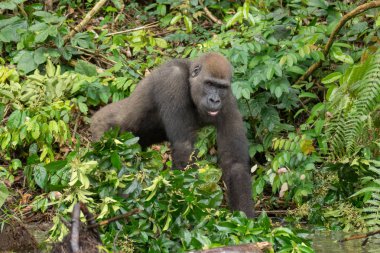 Afrika orman (Gorilla goril güzelliğine Gabon nesli tükenmekte olan Doğu gorilla goril)