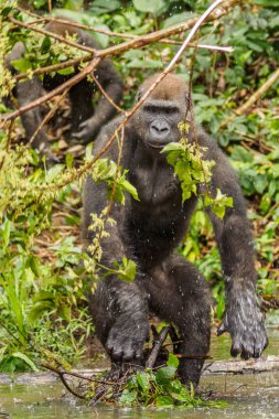 Afrika orman (Gorilla goril güzelliğine Gabon nesli tükenmekte olan Doğu gorilla goril)