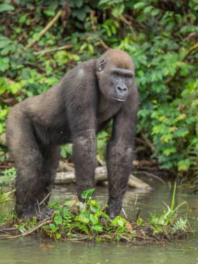 Afrika orman (Gorilla goril güzelliğine Gabon nesli tükenmekte olan Doğu gorilla goril)