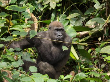 Afrika orman (Gorilla goril güzelliğine Gabon nesli tükenmekte olan Doğu gorilla goril)