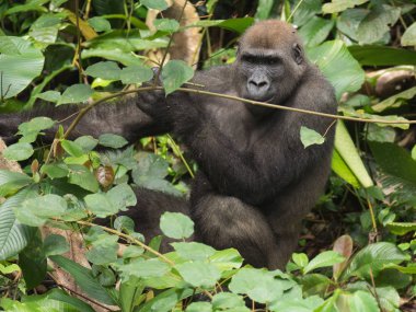 Afrika orman (Gorilla goril güzelliğine Gabon nesli tükenmekte olan Doğu gorilla goril)