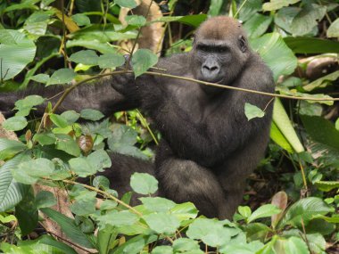 Gorilla in Gabon Endangered eastern gorilla in the beauty of african jungle (Gorilla gorilla) clipart