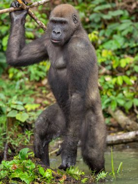 Afrika orman (Gorilla goril güzelliğine Gabon nesli tükenmekte olan Doğu gorilla goril)