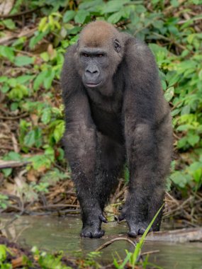 Afrika orman (Gorilla goril güzelliğine Gabon nesli tükenmekte olan Doğu gorilla goril)