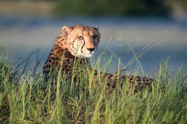 Afrikai Gepárd Masai Mara Nemzeti Park Kenya Afrika Élőhely Természetvédelmi — Stock Fotó