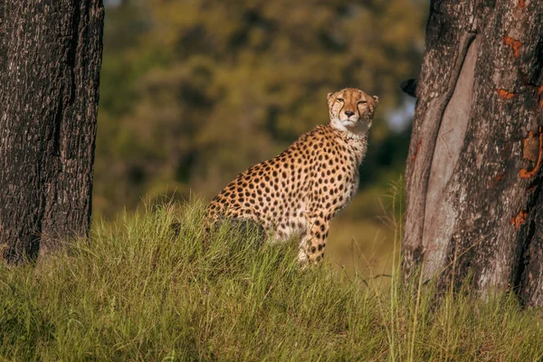 Afrikanska Cheetah Masai Mara Nationalpark Kenya Afrika Katt Naturen Livsmiljö — Stockfoto