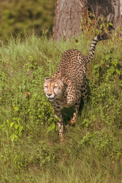 Cheetah Africano Parque Nacional Masai Mara Quênia África Gato Habitat — Fotografia de Stock