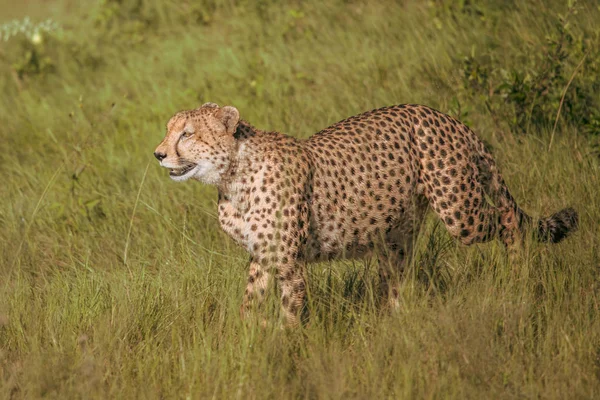 아프리카 국립공원 아프리카 지에서 고양이입니다 고양이 Acinonyx Jubatus의 인사말 — 스톡 사진