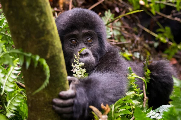 Dağ gorilleri ormanlarında. Uganda. Bwindi aşılmaz ormanı Ulusal Parkı. Mükemmel bir örnek