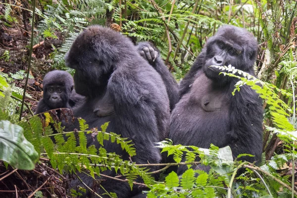 Gorilas Montanha Floresta Tropical Uganda Parque Nacional Floresta Impenetrável Bwindi — Fotografia de Stock