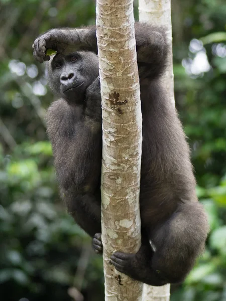 Gorille Gabon Gorille Oriental Voie Disparition Dans Beauté Jungle Africaine — Photo