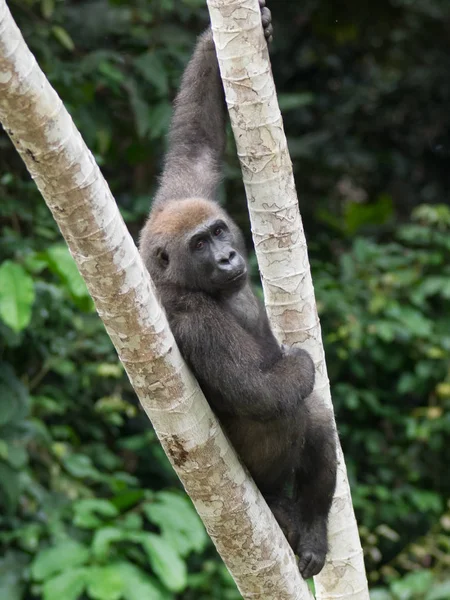 Gorilla Gabon Endangered Eastern Gorilla Beauty African Jungle Gorilla Gorilla — Stock Photo, Image