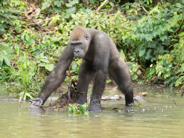 Gorilla Gabon Endangered Eastern Gorilla Beauty African Jungle Gorilla Gorilla — Stock Photo, Image