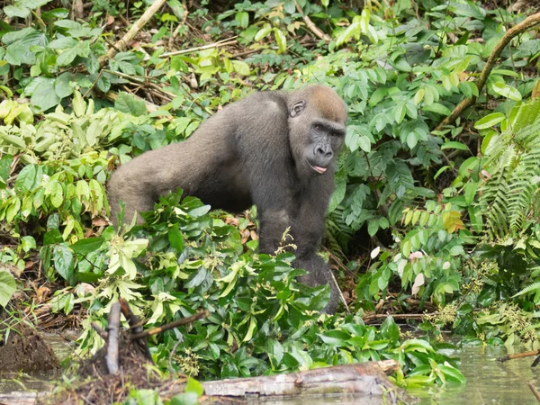 Gorila Gabão Gorila Oriental Ameaçada Extinção Beleza Selva Africana Gorila — Fotografia de Stock