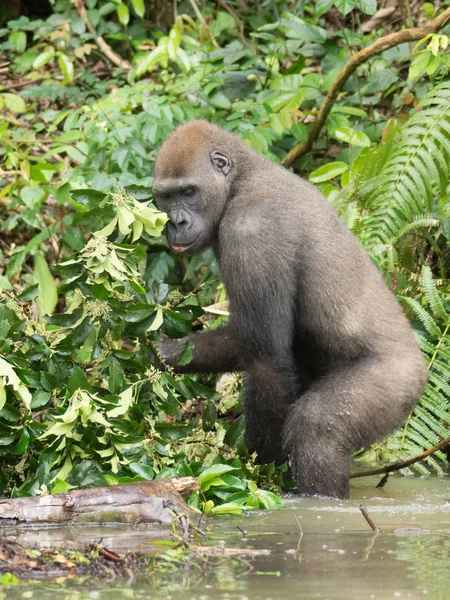 Gorilla Gabon Endangered Eastern Gorilla Beauty African Jungle Gorilla Gorilla — Stock Photo, Image